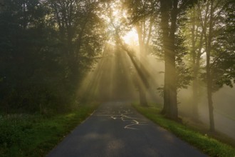 Forest road at sunrise, rays of light break through the trees in a foggy atmosphere, Großheubach,