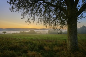 A calm sunrise over a misty meadow with an apple tree (Malus domestica) in the foreground, autumn,