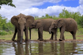 African elephant (Loxodonta africana), three young animals, at the water, drinking, group, Kruger