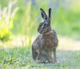 European hare (Lepus europaeus) sitting on a dirt track and looking attentively, wildlife,
