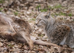 Lynx (Lynx lynx) with prey, Germany, Europe