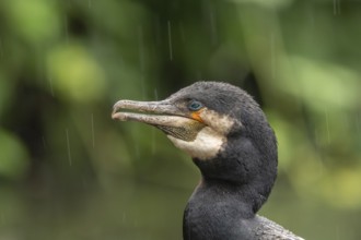 Portrait of a great cormorant (Phalacrocorax carbo) in colourful breeding plumage in spring during