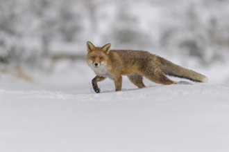 Red fox (Vulpes vulpes), walking through a snowy landscape on a cold winter day, Czech Republic,