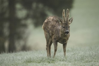 European roe deer (Capreolus capreolus) buck with velvet horns and shaggy winter coat in the