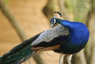 Indian peafowl (Pavo cristatus) portrait, Spain, Europe