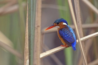 Crested Kingfisher, Corythohrnis cristatus, (Alcedo cristata), Kingfisher family, Malachite