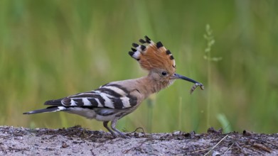 Hoopoe (Upupa epops) Bird of the Year 2022, mating, male with caterpillar as food, erect cap,