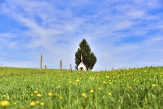 Chapel in the cow pastures near Saulgrub in the blue country, Bavaria, Germany, Europe