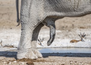 African elephant (Loxodonta africana), detail, penis, at a waterhole, Nebrowni Waterhole, Etosha