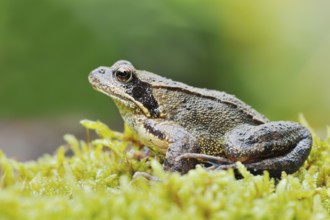Common frog (Rana temporaria), North Rhine-Westphalia, Germany, Europe