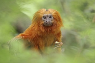 Golden lion tamarin (Leontopithecus rosalia), captive, occurrence in Brazil