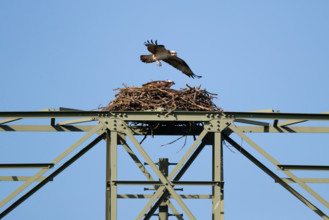 An osprey flies over its eyrie, Müritz region, Mecklenburg-Western Pomerania, Germany, Europe