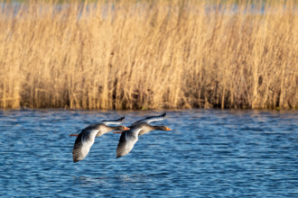 Pair of greylag geese flying together, in the Großen Rosin Moor nature reserve,