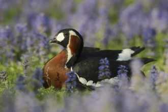 Red-breasted goose (Branta ruficollis), captive, occurrence in the European Arctic