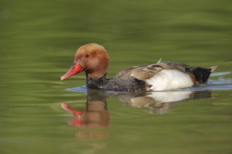 Red-crested pochard (Netta rufina), male, Camargue, Provence, southern France
