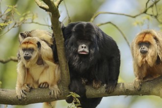 Black howler (Alouatta caraya), male and female with young, captive, occurring in South America