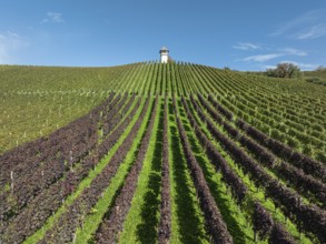 Aerial view of a vineyard, vineyard slope with winery tower of the historic Haltnau winery near