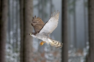 Goshawk (Accipiter gentilis), adult in winter, flying in the snow, Zdarske Vrchy, Bohemian-Moravian