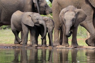 African elephant (Loxodonta africana), three young animals, at the water, drinking, group, Kruger