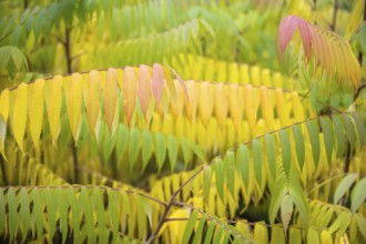 Autumn coloured leaves of a vinegar tree (Rhus typhina), Full size, Baden-Württemberg, Germany,