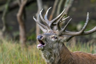 Close-up of rutting red deer (Cervus elaphus) stag with big antlers bellowing in forest during the
