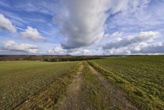 Agriculture, fields, hilly landscape, coniferous forest, landscape, landscape photography, blue