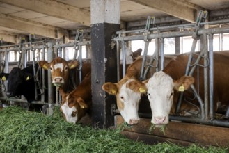 Oberlausitz, Saxony, Germany - Cattle eat fresh grass in the barn, the animals on this farm are