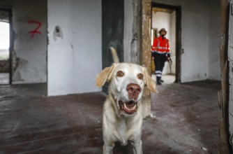 Rescue dog training, the sniffer dogs practise searching for injured people in empty houses, Herne,