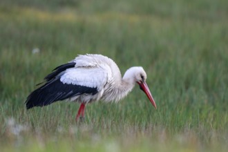 White Stork (Ciconia ciconia) male foraging, North Rhine-Westphalia, Germany, Europe