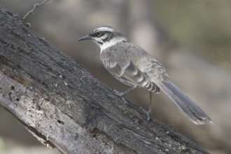 Long-tailed Mockingbird (Mimus longicaudatus), Peru, South America