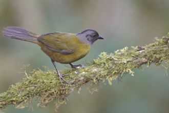 Large-footed Finch (Pezopetes capitalis) perched on a branch in Costa Rica, Central America