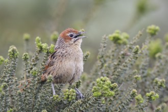 Cape Grassbird (Sphenoeacus afer), singing, Western Cape, South Africa, Africa