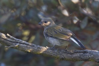 Lesser Honeyguide (Indicator minor), Western Cape, South Africa, Africa