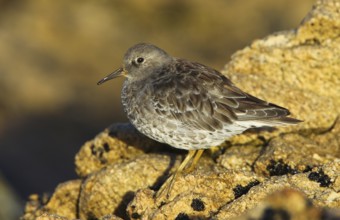 Purple Sandpiper (Calidris maritima), Brittany, France, Europe