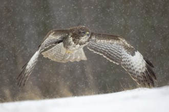 Common Buzzard (Buteo buteo) flying over snowy field, Poland, Europe