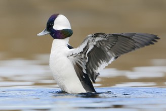 Bufflehead (Bucephala albeola) male, British Columbia, Canada, North America