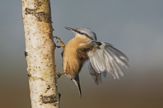 Eurasian Nuthatch (Sitta europaea) spreading wings, Aosta Valley, Italy, Europe