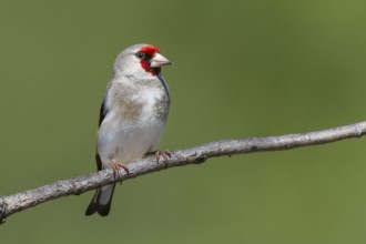 Grey-headed Goldfinch - Stieglitz - Carduelis carduelis ssp. caniceps, Kazakhstan, adult, Asia
