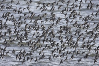 Dunlin (Calidris alpina), Netherlands