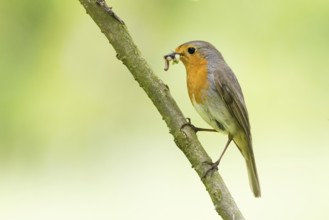 A robin (Erithacus rubecula) with prey in its beak sitting on a branch, Hesse, Germany, Europe