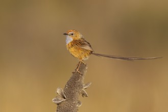 Southern Emu-wren (Stipiturus malachurus), New South Wales, Australia, Oceania