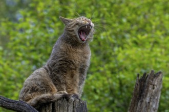 European wildcat, wild cat (Felis silvestris silvestris) on dead tree trunk waking up and yawning