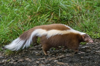 Striped skunk (Mephitis mephitis) brown, cream-colored mutation, native to southern Canada, the
