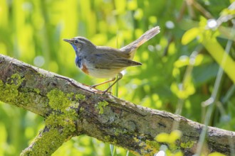 Bluethroat (Luscinia svecica cyanecula) Male Germany