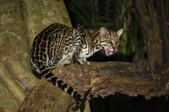 Ocelot (Felis pardalis) Pantanal Brazil