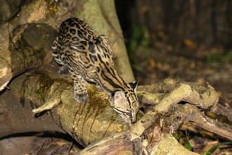 Ocelot (Felis pardalis) Pantanal Brazil