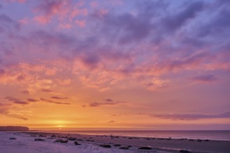 Colorful sunset on the beach with Grey seal (Halichoerus grypus) lying lying on it, Düne,