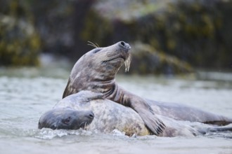 Grey seal (Halichoerus grypus) playing with each other in the water, sea, Düne, Helgoland,