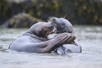 Grey seal (Halichoerus grypus) playing with each other in the water, sea, Düne, Helgoland,