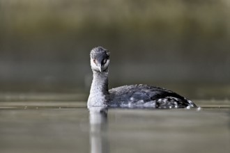 Slavonian grebe (Podiceps auritus), adult, in a white plumage, winter plumage, swimming in Lake